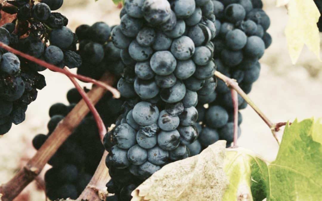 The Taste of Tannins: Unraveling the Bitter-Sweet Nature of Wine