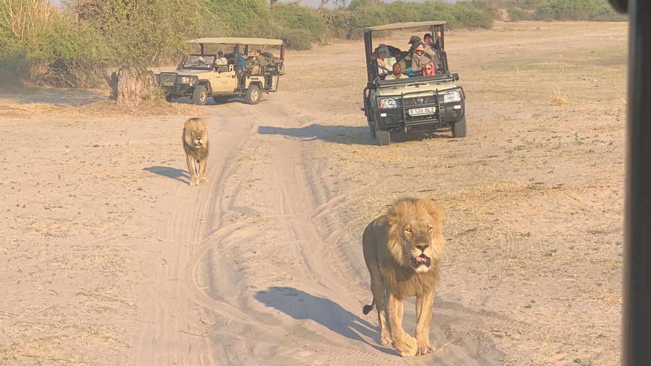 Two lions in a desert with safari trucks behind them.