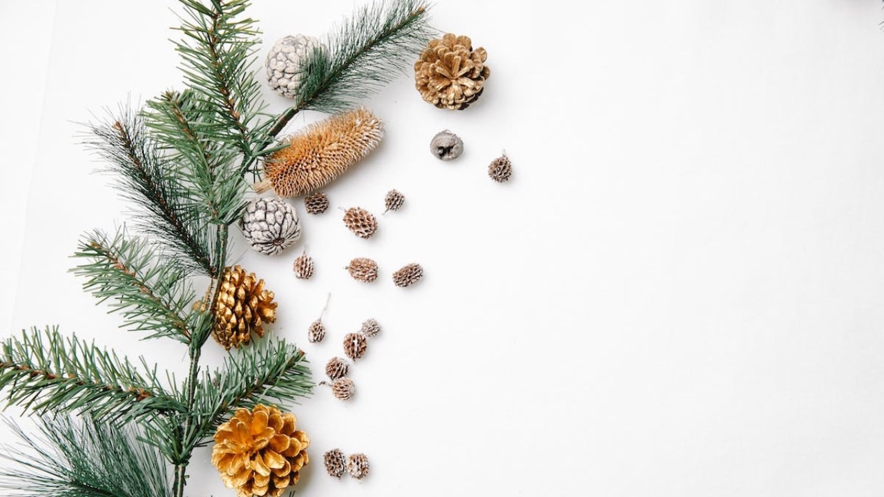 A pine branch with pine cones around it on a white background.